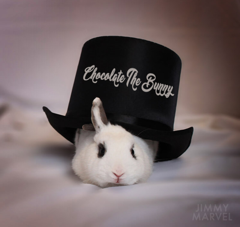 Chocolate the Bunny